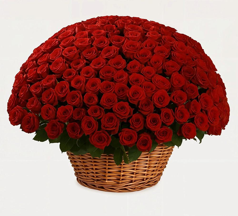 251 Премиум красная роза в Тумботино Премиум букет из: Розы в Тумботино